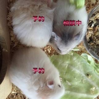 長毛ゴールデンハムスター里親募集