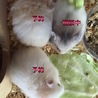 長毛ゴールデンハムスター里親募集 サムネイル1