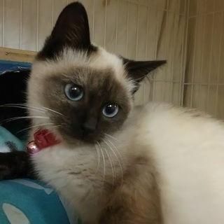 きれいなシャムミックスの男の子です 