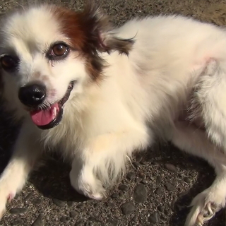 パピヨン★メス★9才★悪性皮膚腫瘍あり