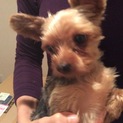 かわいい！ヨーキーちゃん、家族募集中です！