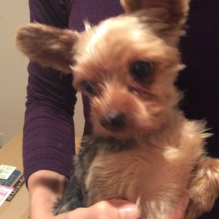 かわいい！ヨーキーちゃん、家族募集中です！