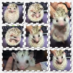 【SHOP/動画】触れ合いハウス【ハリモモ】