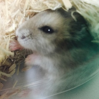 ハムスター里親募集中