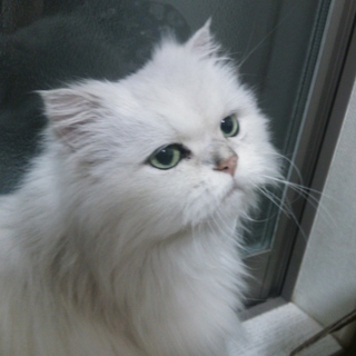 チンチラの老猫です