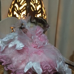 プラムお嬢様の初体験