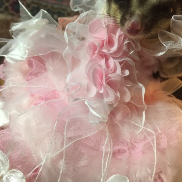 カメラ目線あざます！(๑و•̀ω•́)و