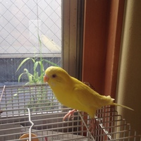 きいろちゃん