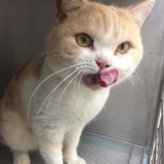 性格抜群！スコティッシュの♂