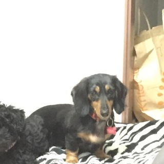 不思議ちゃんなダックス、ビスケットちゃん