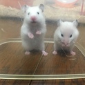 ゴールデンハムスター里親さん募集しています