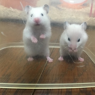 ゴールデンハムスター里親さん募集しています