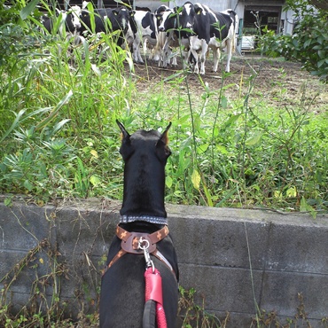 散歩途中の牧場にて。たぶん初めて牛を見たのかな？！