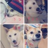 あめひば