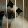再募集　きれいなシャムMixの男の子です サムネイル7