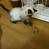 再募集　きれいなシャムMixの男の子です サムネイル2