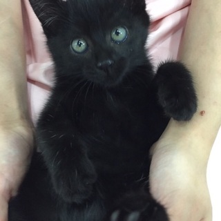 子猫の里親募集