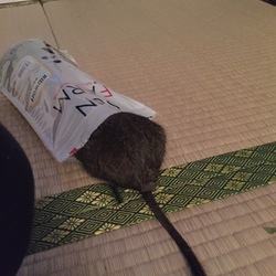 デグケツ。