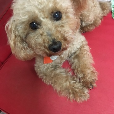 彼女の定位置はソファーの上❤️