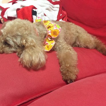 かわいすぎます