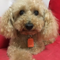 トイプードルの、ろこでーす