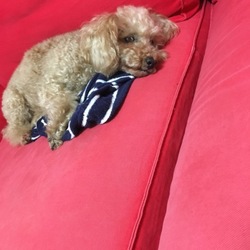 「トイプードルの、ろこでーす」サムネイル2