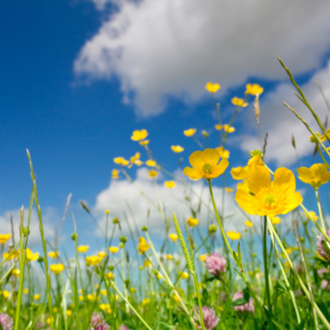 フラちゃんのカバー写真