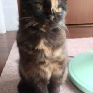 リカちゃん　とても人馴れしてます