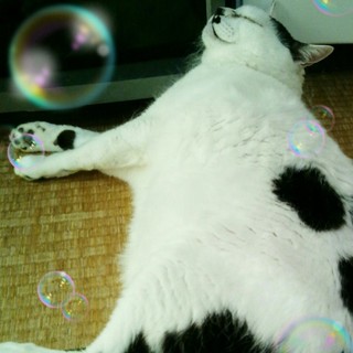 めずらしい牛猫のおじいちゃんです♪