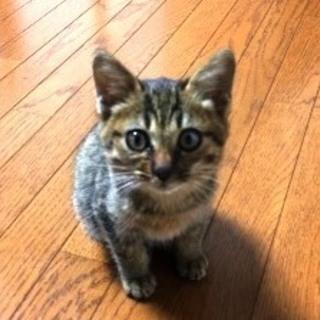 レオくん　とってもお利口さんなかわいい子です