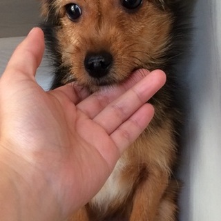 引越しのため募集