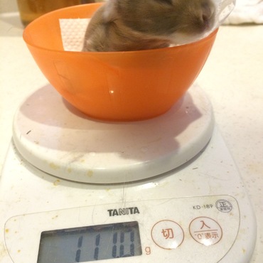 この子はどんどんでっかくなります。