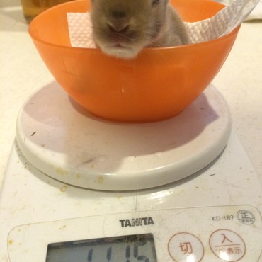 もう耳が聞こえてます、目はまだ開きません。