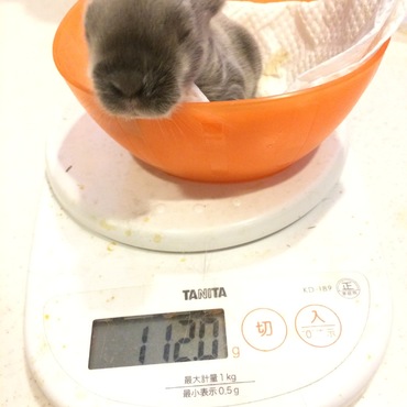ハム太郎のうしくんみたいな顔。