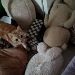 やってやった！！