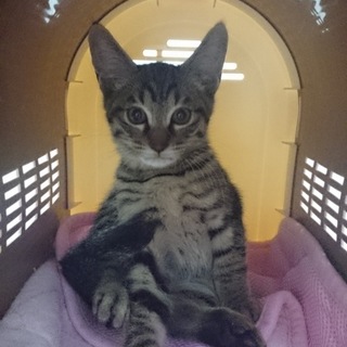 飼い主急死。ギリギリ生きていました。葉っぱ君。