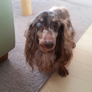 『ぼの』人が好きな甘えん坊