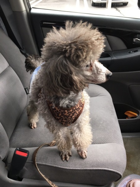 トイプードルのチュロくん サムネイル2