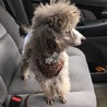 トイプードルのチュロくん サムネイル2