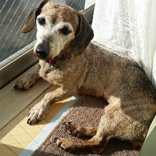 [スージー]神経質です。人が好き！