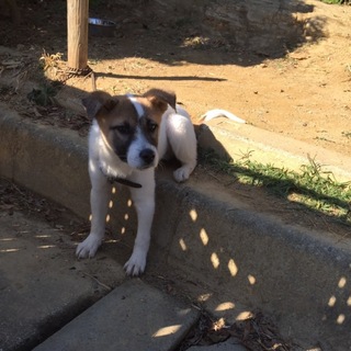 大阪の素敵なご家族に迎えていただけました。