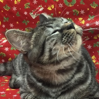 お膝で漬物石ニャンコ