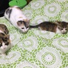 うなぎ&うずらと、友達ニャンコのうにちゃん