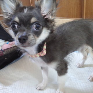 沢山のご応募を頂きました為一旦終了致します。