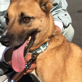 11月26日期限！明るい性格の女の子！