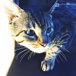 テクくん♂の里親募集☆