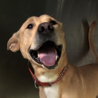 26日期限！お耳がチャームポイントの僕ちゃん！