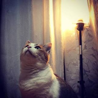 たまよちゃん♀の里親募集☆