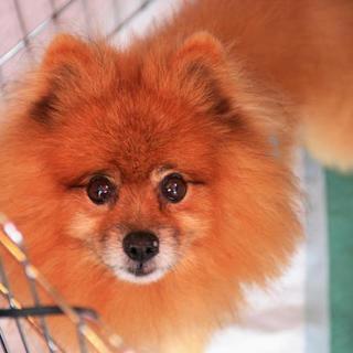 安心できるおうちを探してあげたいポメ♂ゼナ14歳