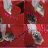 ロボハムちゃん 今は もう歳なので、赤ちゃんは×にしています(*ﾉω<*) 